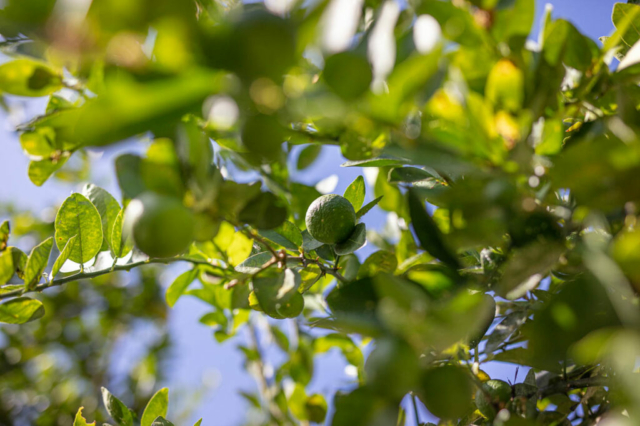 Photo d'un citronnier de Tahiti