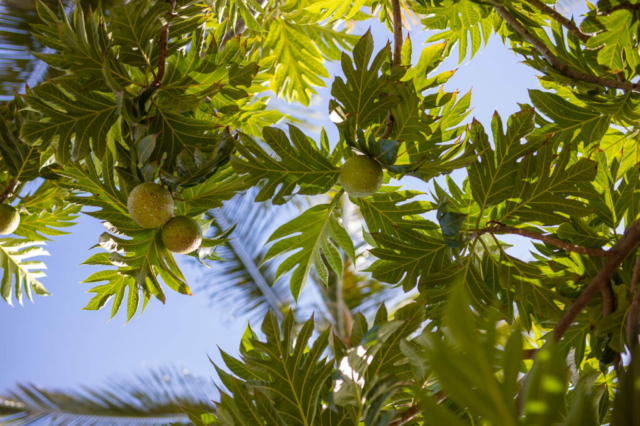 Photo d'un fruit à pain